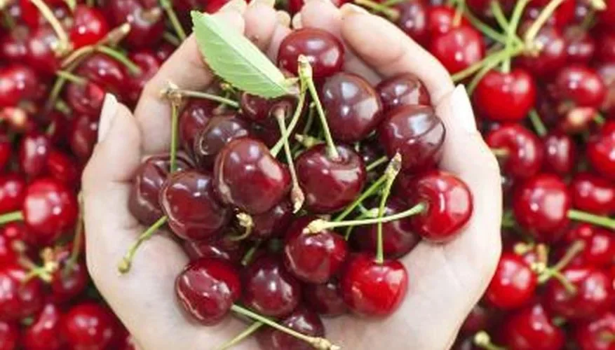 Олуча ва олуболу чӣ манфиат доранд?